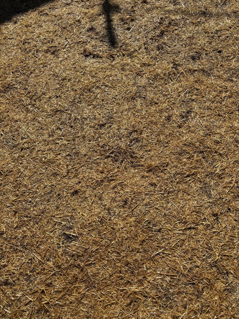 Did I go too heavy on the straw after lawn nuke?