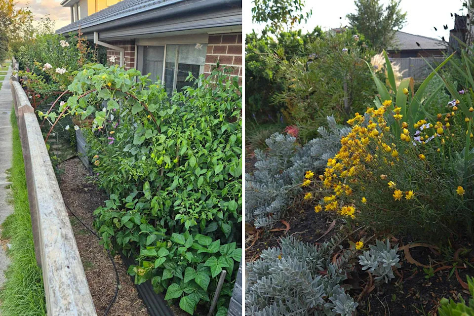 Left, the strip of land along the side of Breanna's house filled with plants. Right, natives planted in her front yard.