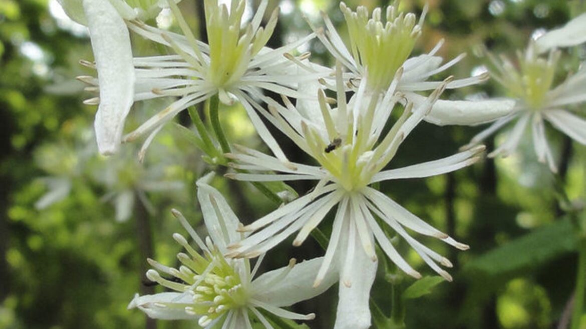 Ask the Master Gardener explains why bushes and boxwoods turn brown