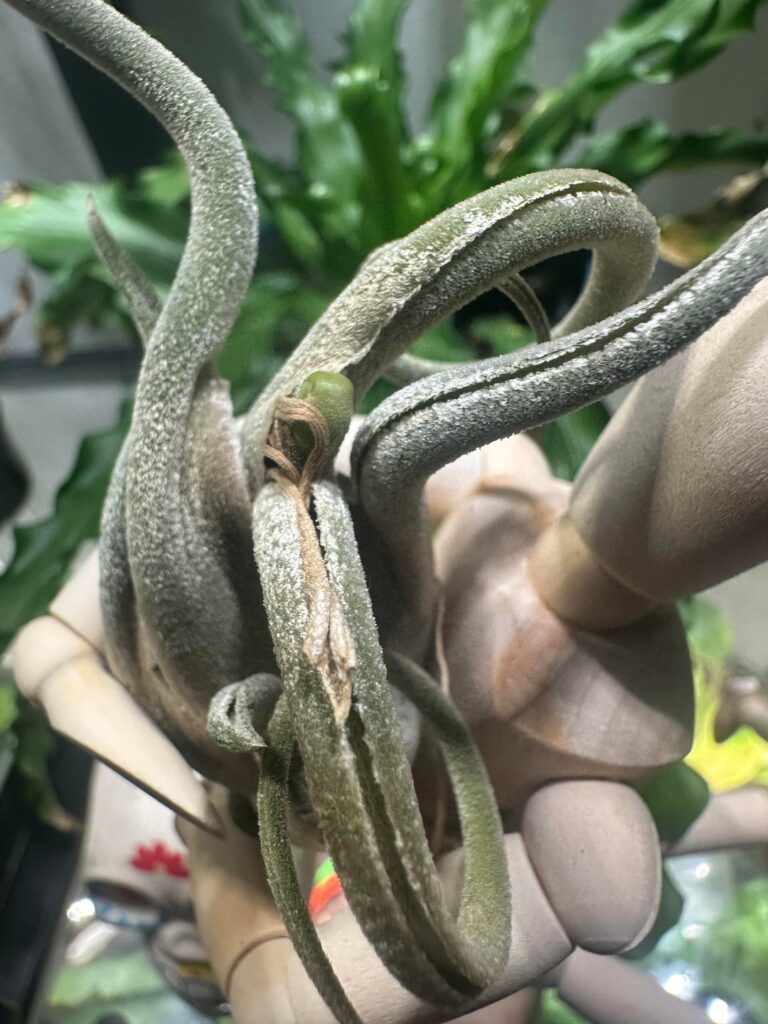 What’s the new growth?