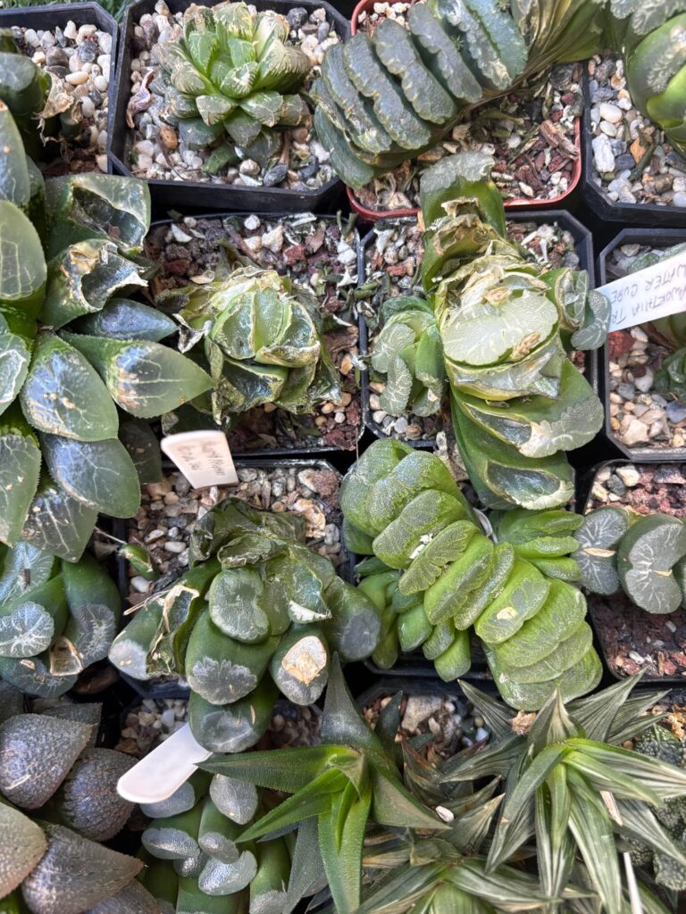 Ugh mice damage. Dusting plants with sulphur does not stop them!