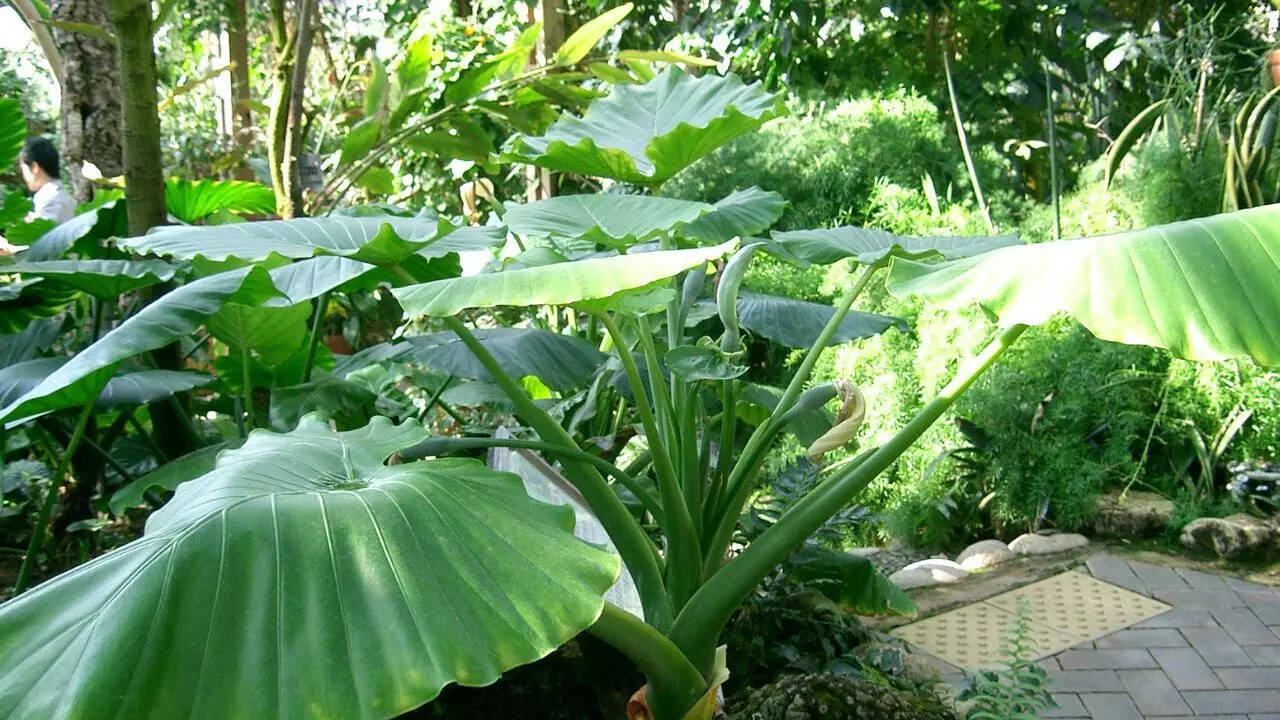 Elephant ear