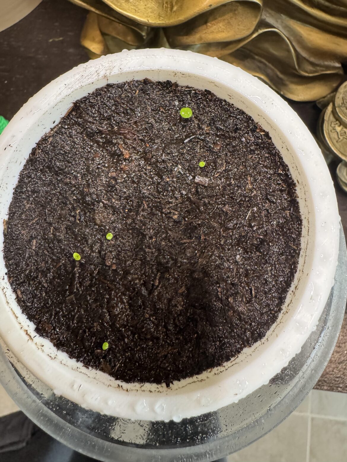 5 itty bitty sprouts