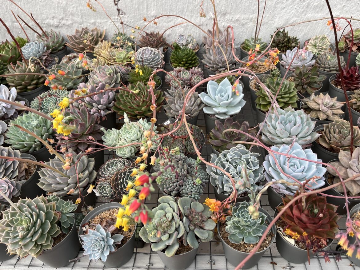 Flower power! Updated photo of the colourful season.