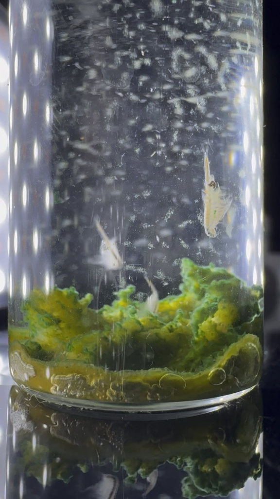 Another video of my mini brine shrimp echo jar