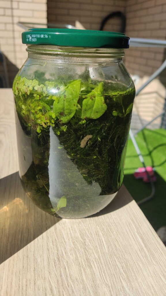 Closed jarrarium for 4 days, I open it and it smells bad. Closed jarrarium for 4 days, I open it and it smells bad.