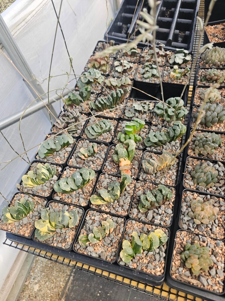 All my truncatas a blooming like crazy