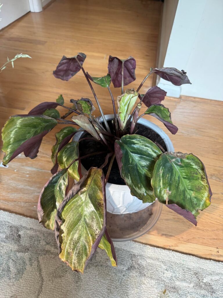 This guy suddenly started dying, please help!