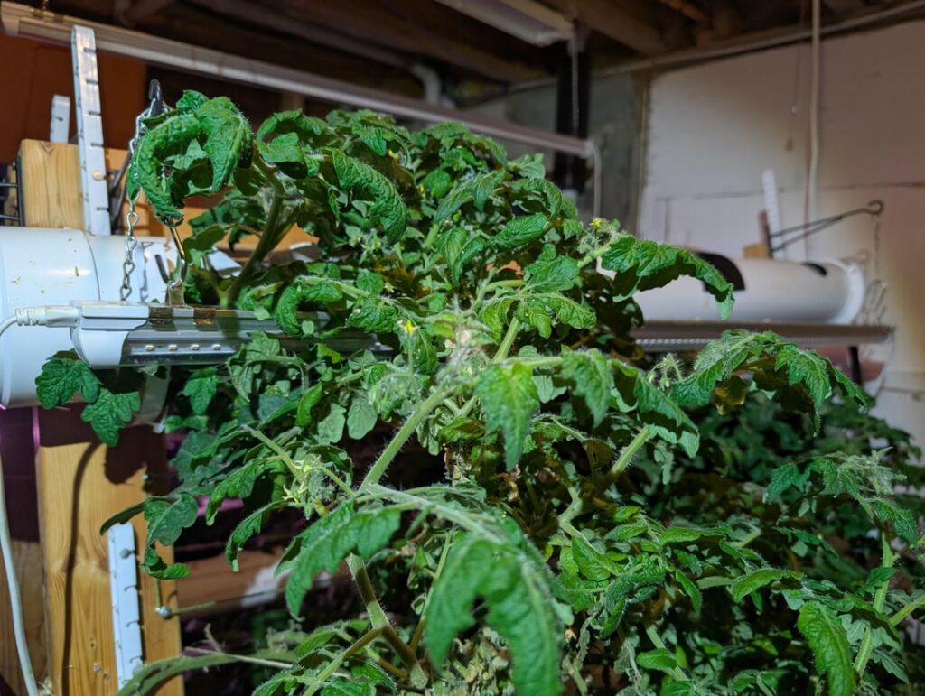 Thanks to you, I got my EC and pH corrected and my tomatoes are much happier now Thanks to you, I got my EC and pH corrected and my tomatoes are much happier now