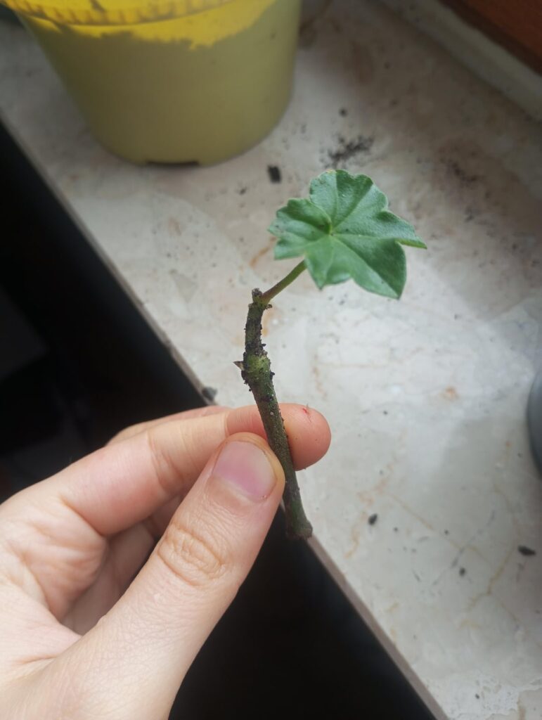 Found on the ground, can I root this or too small? I believe theres one node