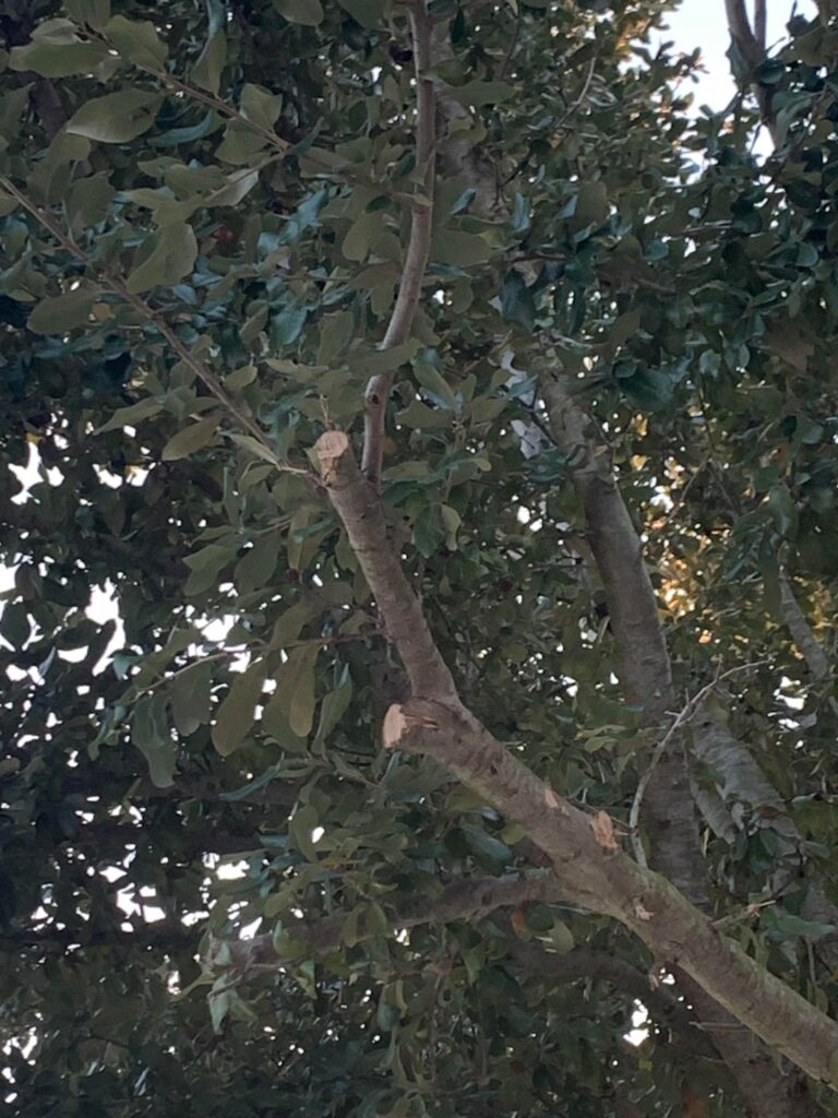 Tree got butchered mid-branch. How should I re-cut it so it can compartmentalism properly?