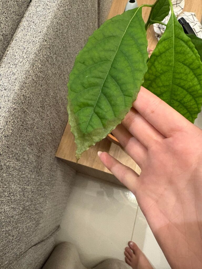 My avocado leaf is this color?