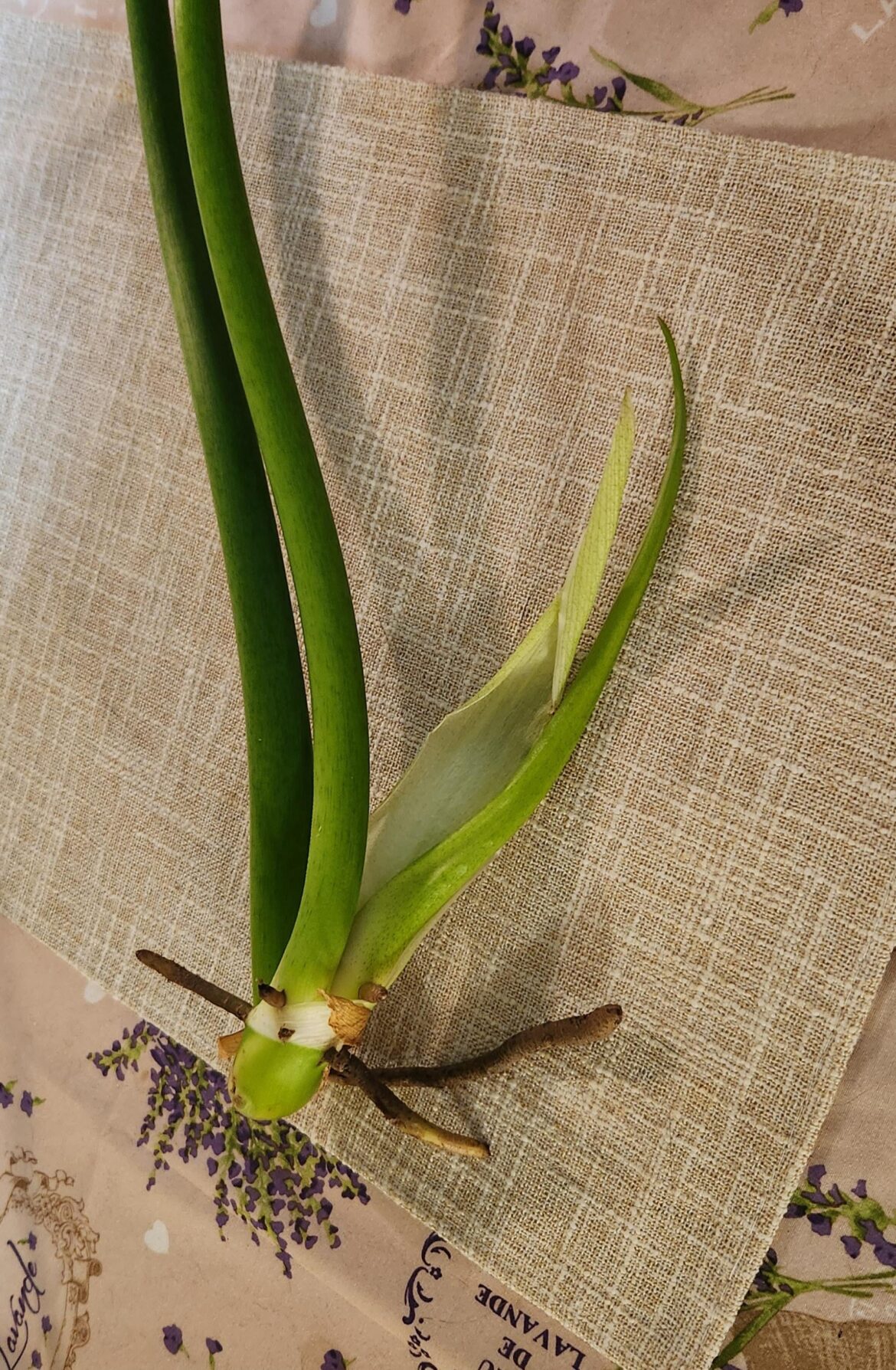 Last question, I hope. Can this new leaf be saved while propagating or should I remove it? I can find a vessel large enough to accommodate the branches and new shoot. Tips, tricks?