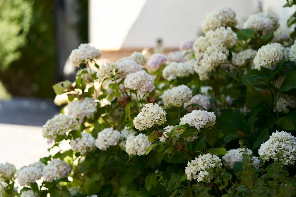 hydrangea flowers