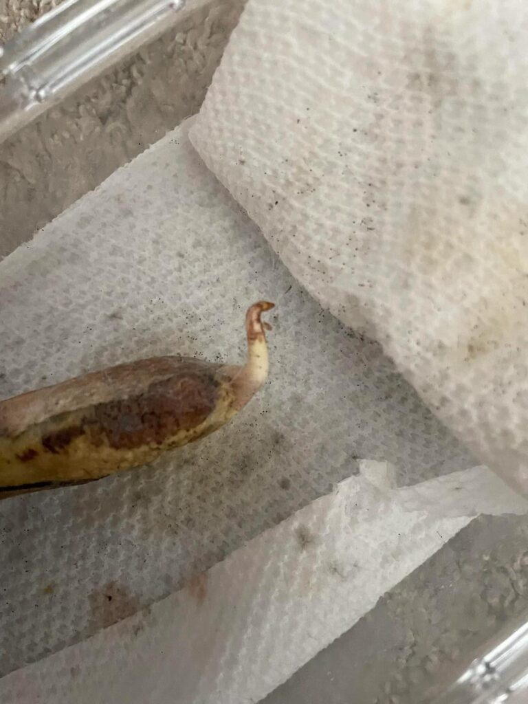 Mango Seed Help