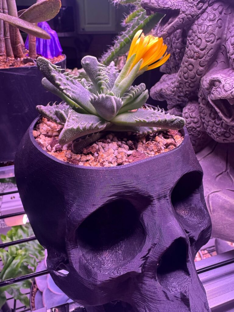 my Tiger's Jaw succulent put out a flower and it made me irrationally happy