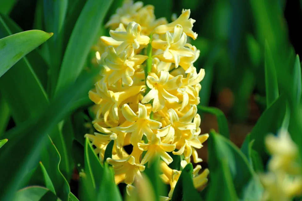 hyacinth is highly fragrant flowers that bloom in spring in dense clusters. the bell shaped, densely packed flowers come in shades of different colors, which include white, orange, yellow, pink, purple, red and blue.