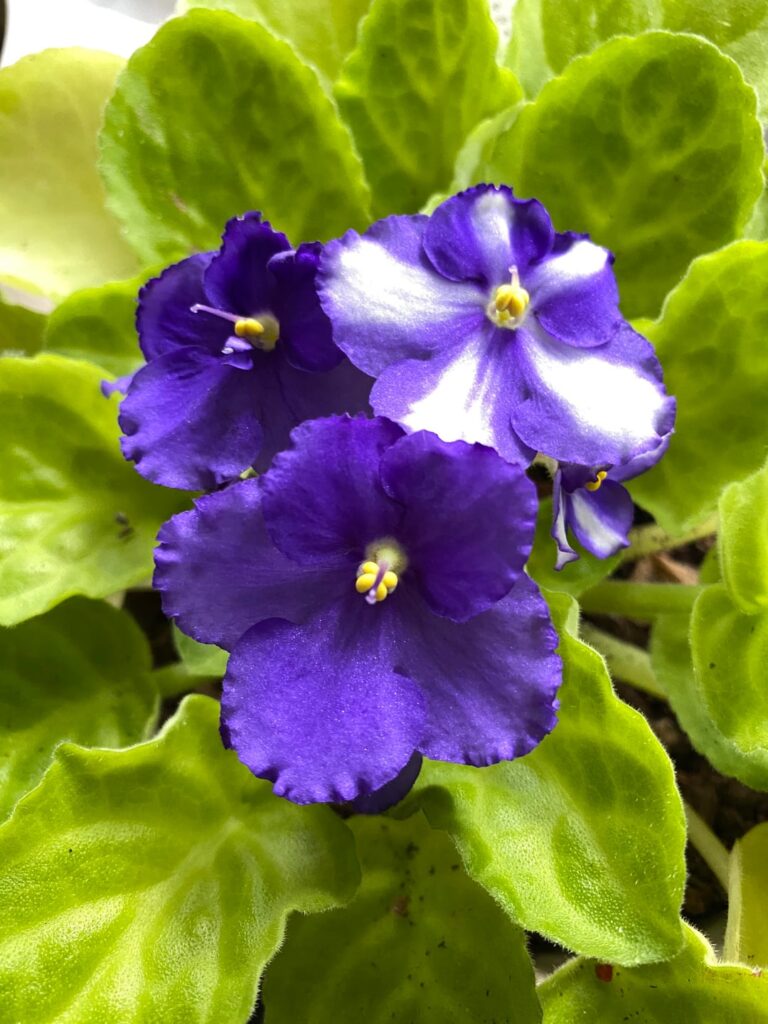 From death row at the garden center.
