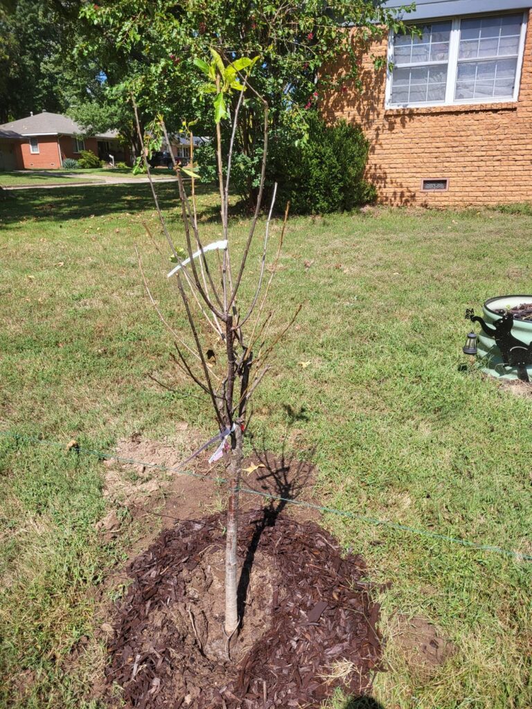 Planted my first tree. Tell me what I did wrong.