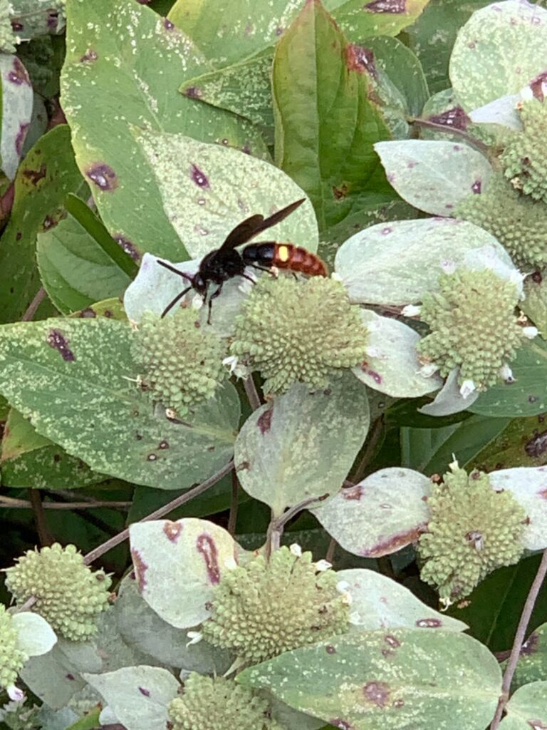 Creatures I have seen since I started replacing my lawn with native plants, 7 or so years ago Creatures I have seen since I started replacing my lawn with native plants, 7 or so years ago