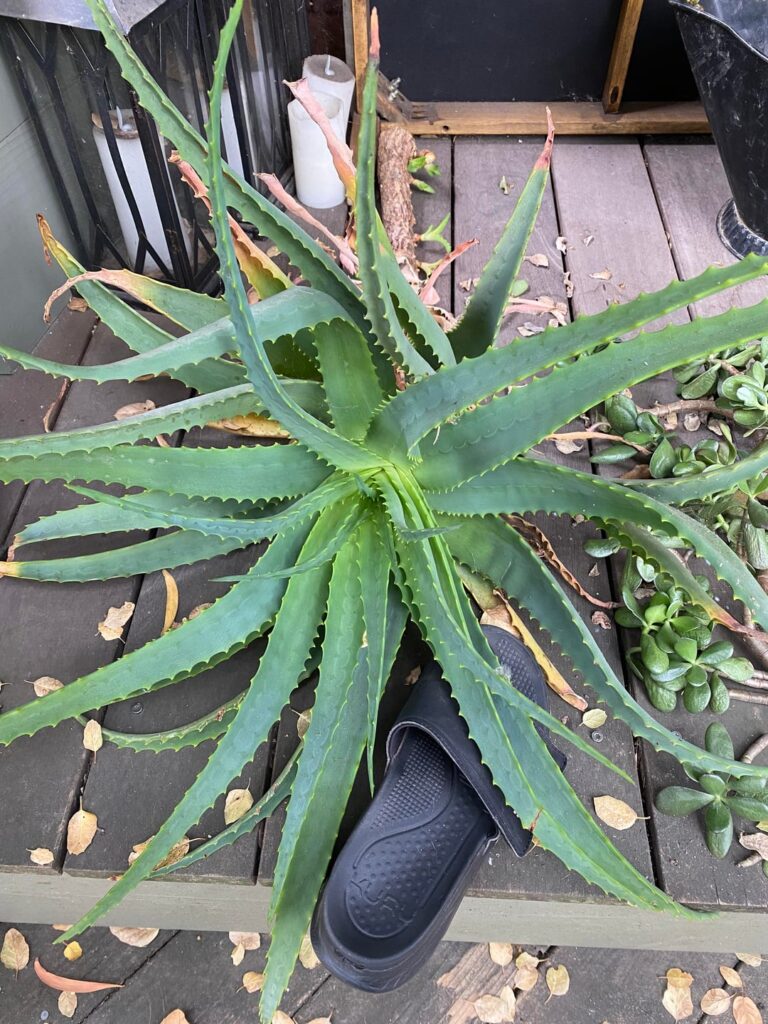 Best find by far! Best find by far!