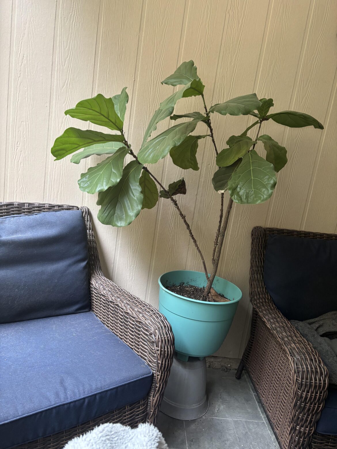 How would your prune this one? I hear that you shouldn’t do it until spring but we live in the south—do I still need to wait? We get maybe a week below freezing in February.