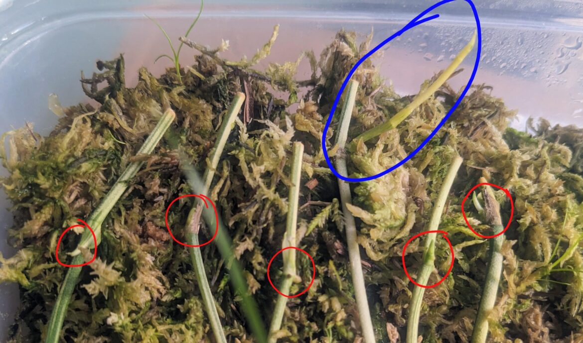 Growth diff 1 vs 2 node runner cuttings