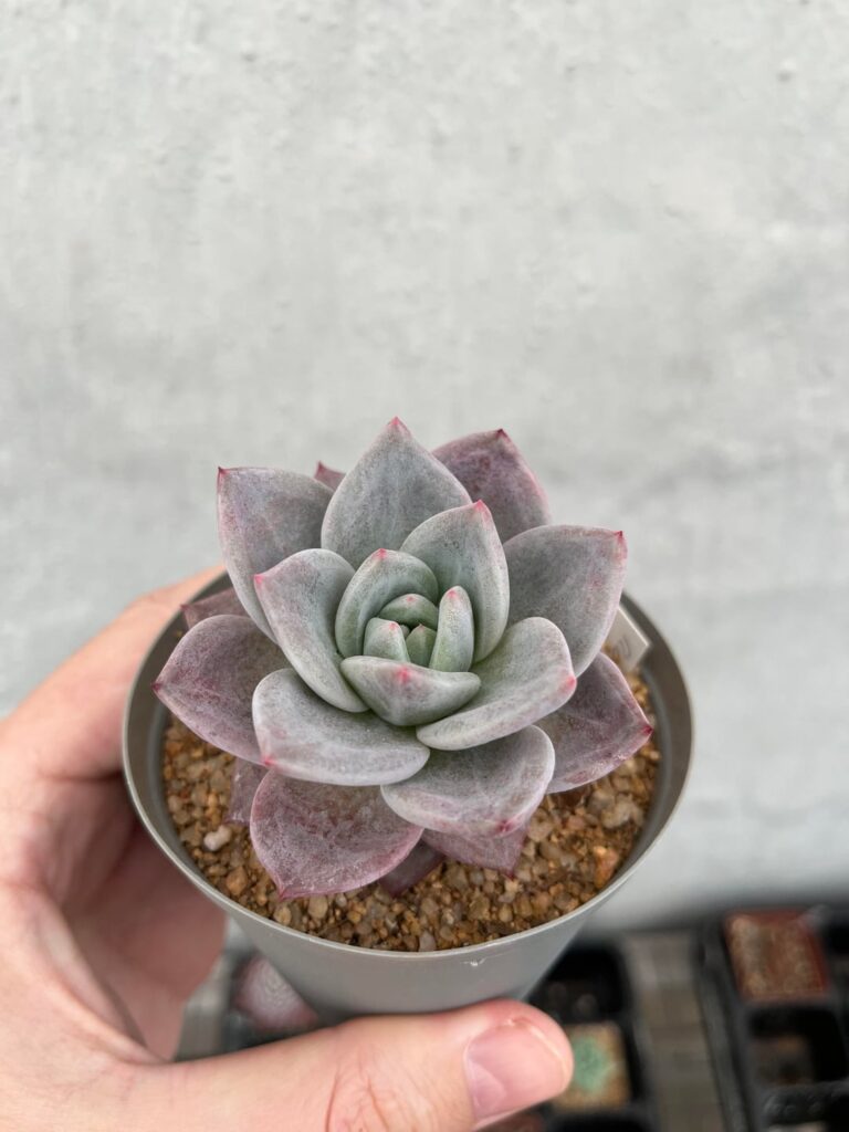 agavoides ‘Romeo’ x laui