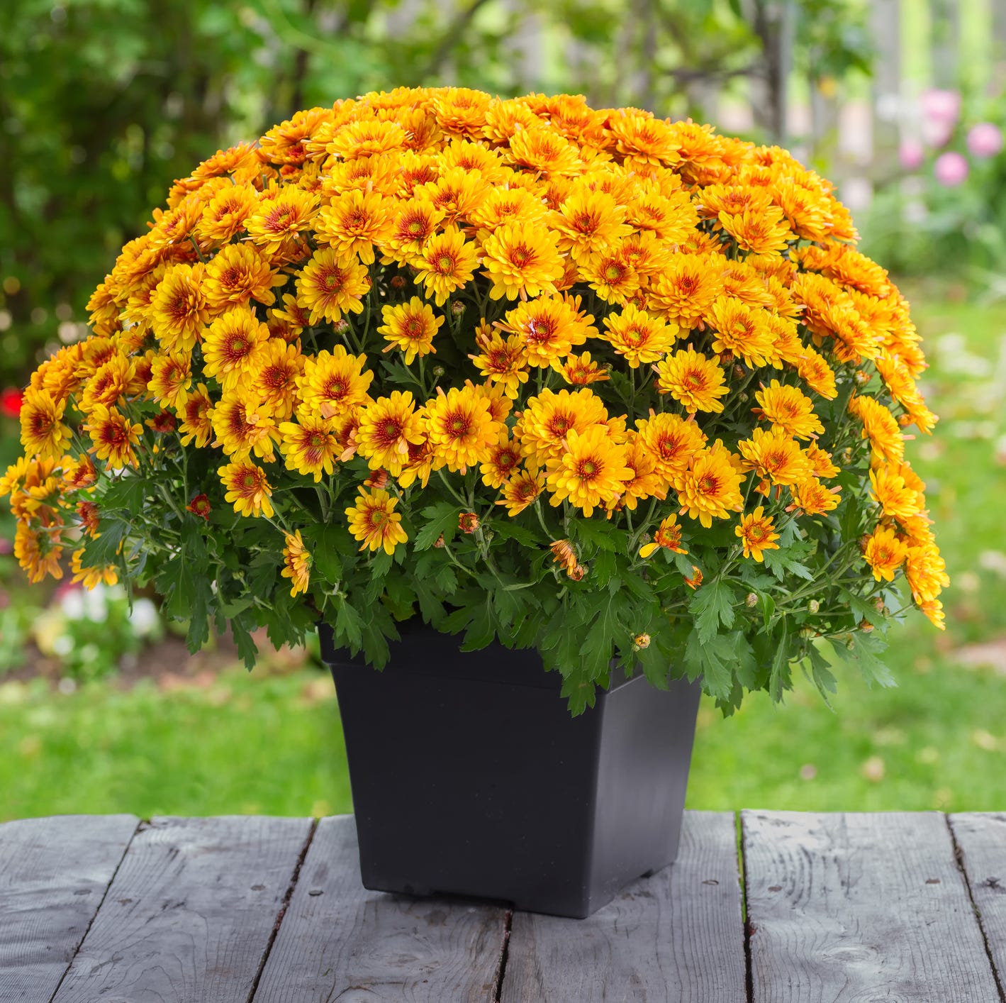 good luck plants chrysanthemum