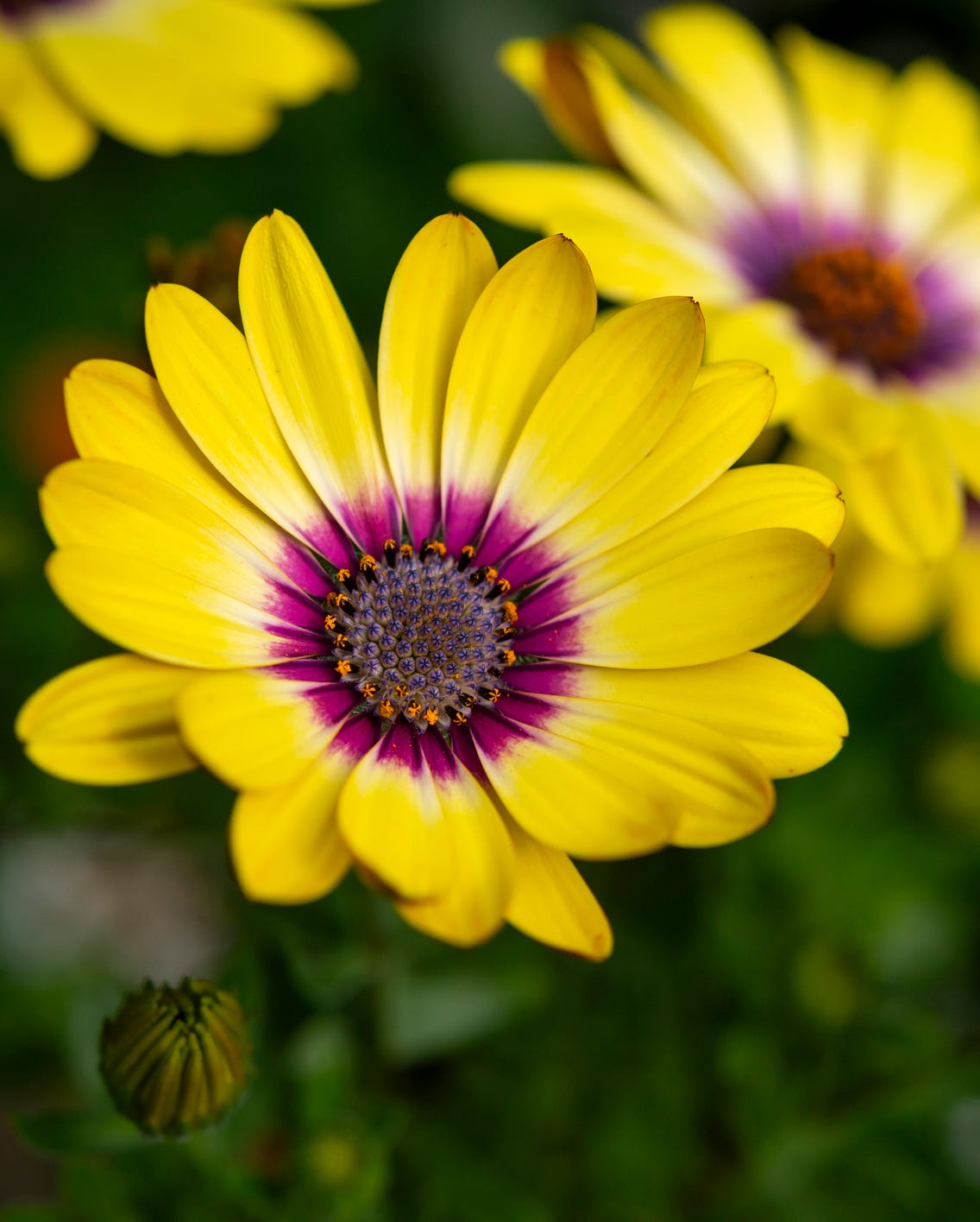 fall flowers african daisies