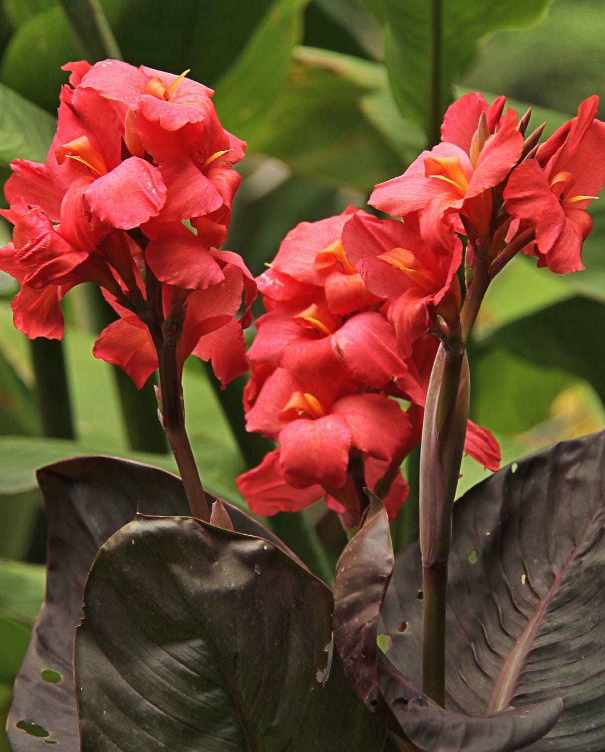 fall flowers canna lily