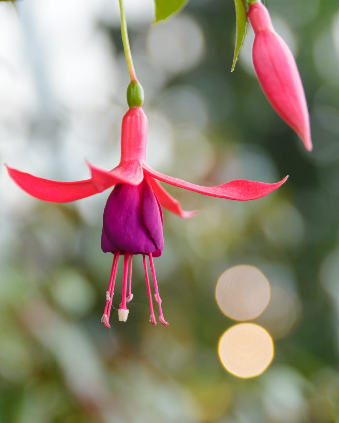 fall flowers fuchsia