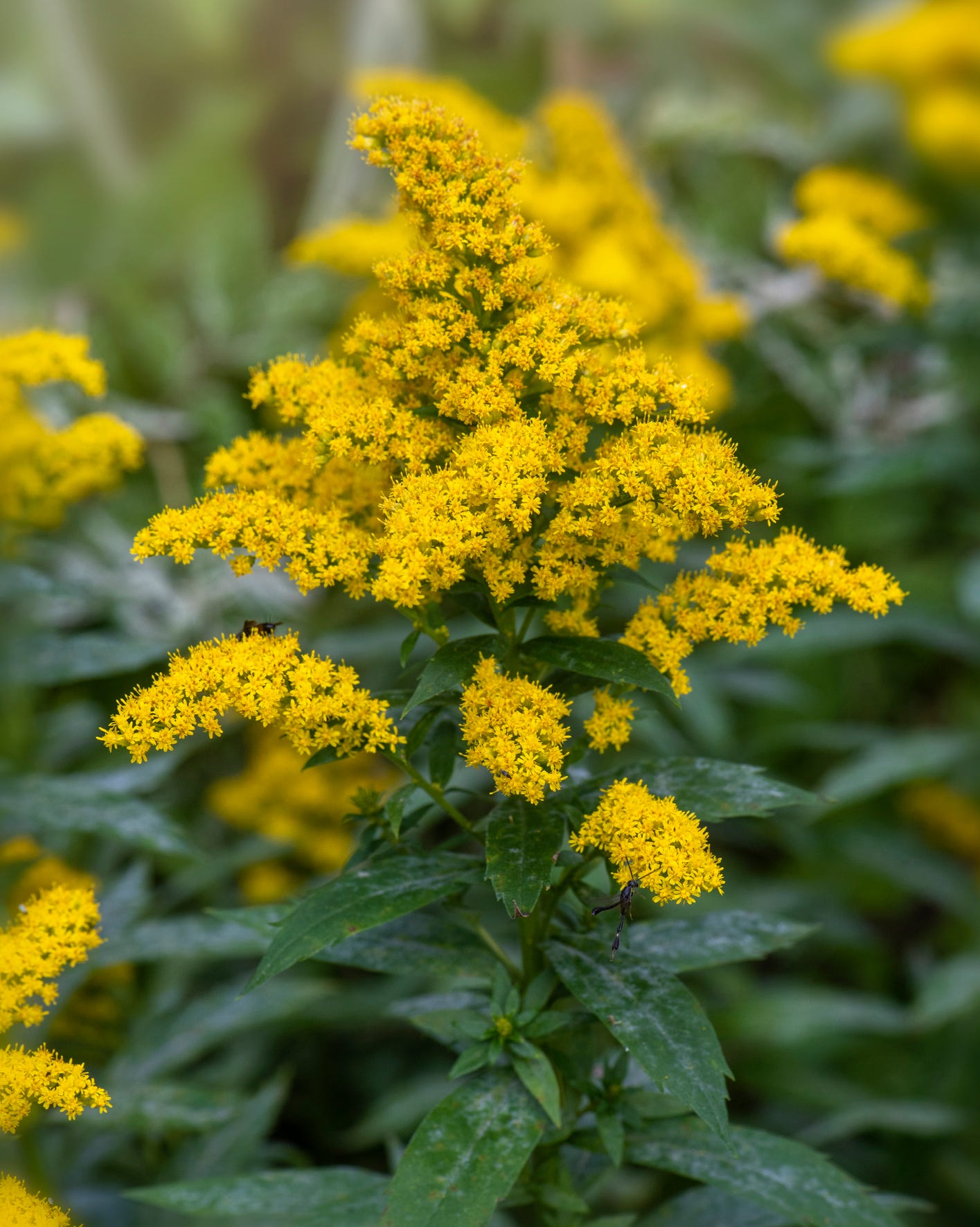 fall blooming perennials goldenrod