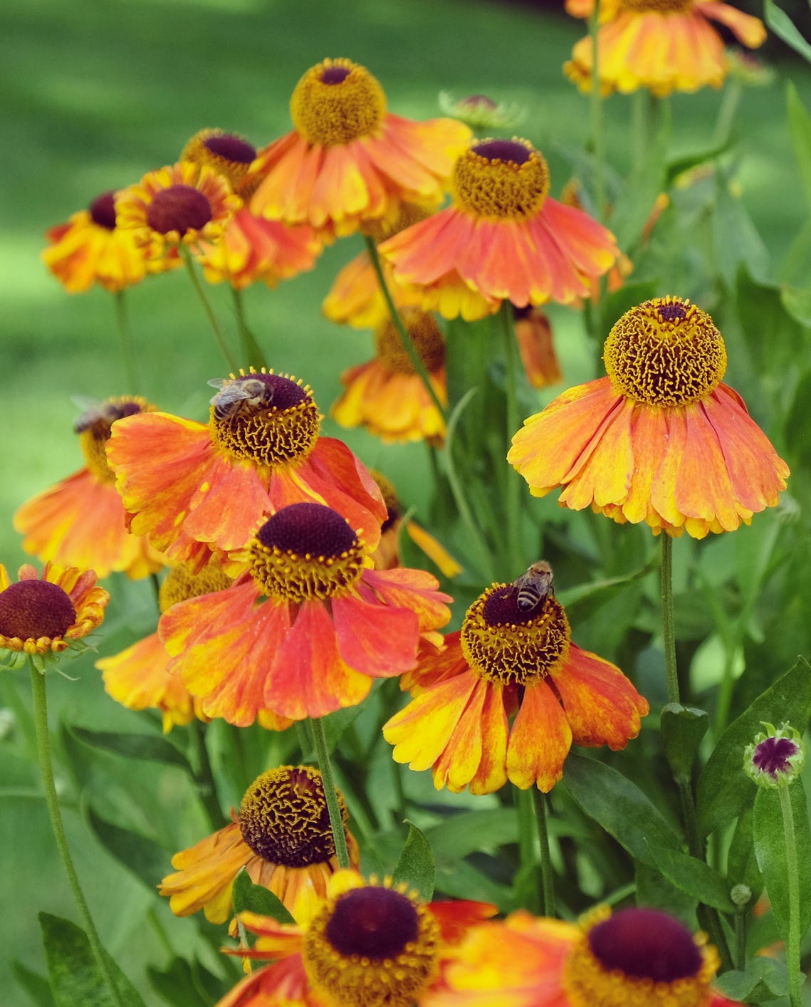 fall blooming perennials helenium