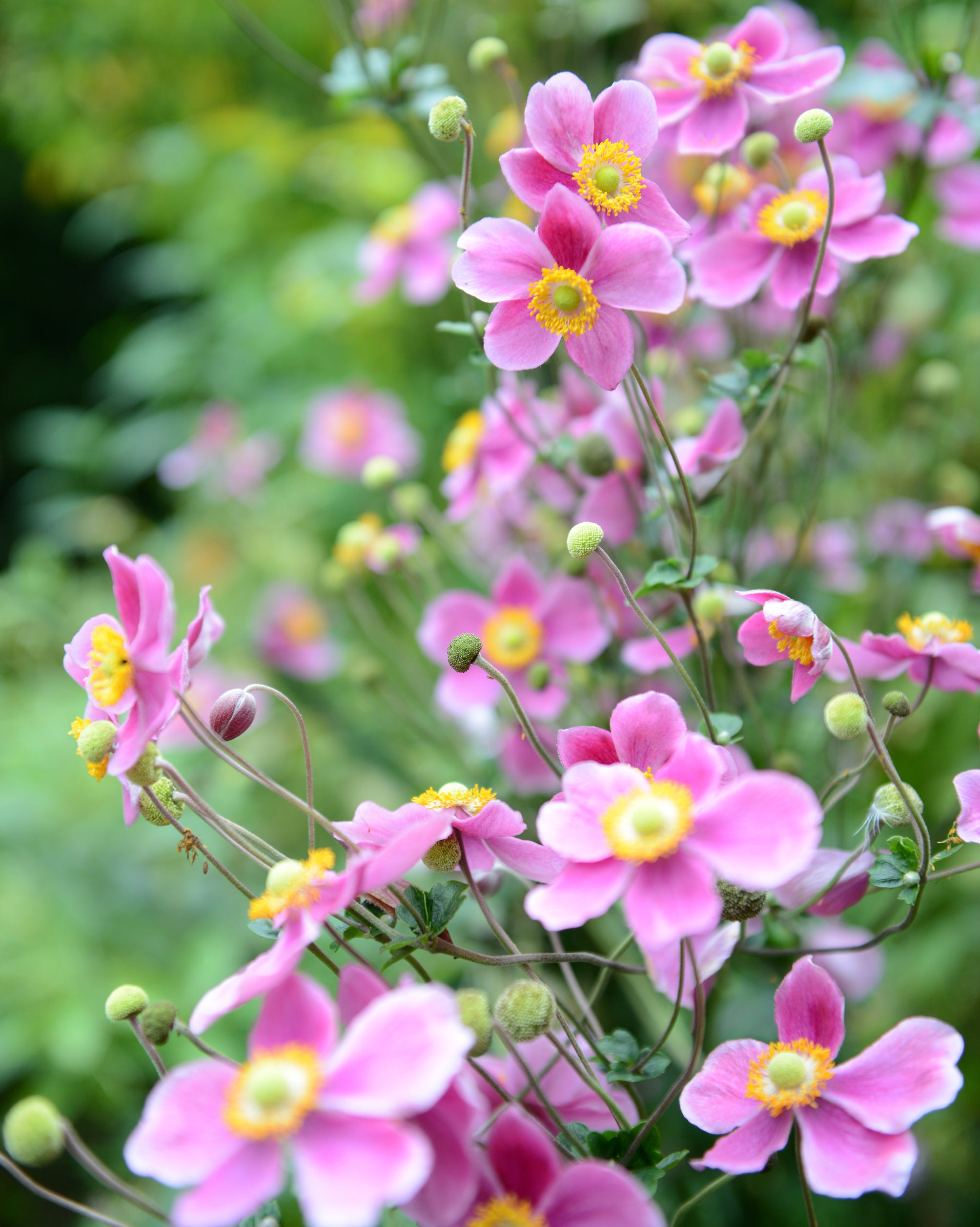 fall blooming perennials japanese anemone