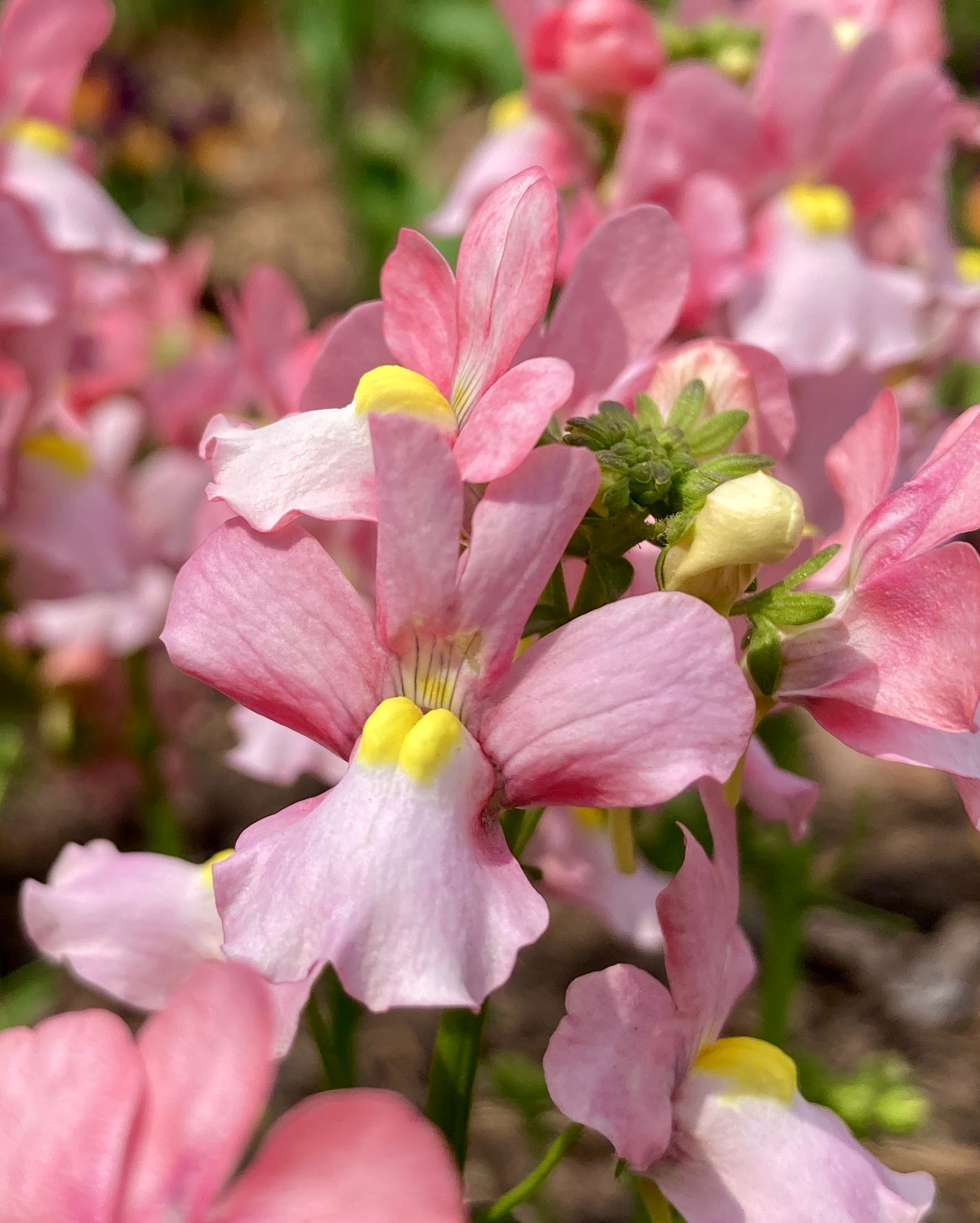 fall flowers nemesia