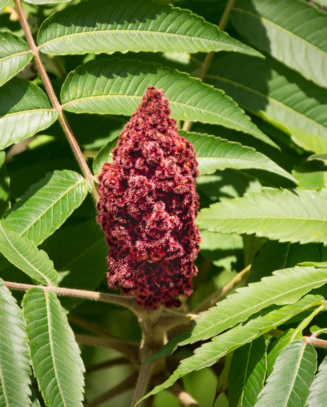 fall flowers sumac