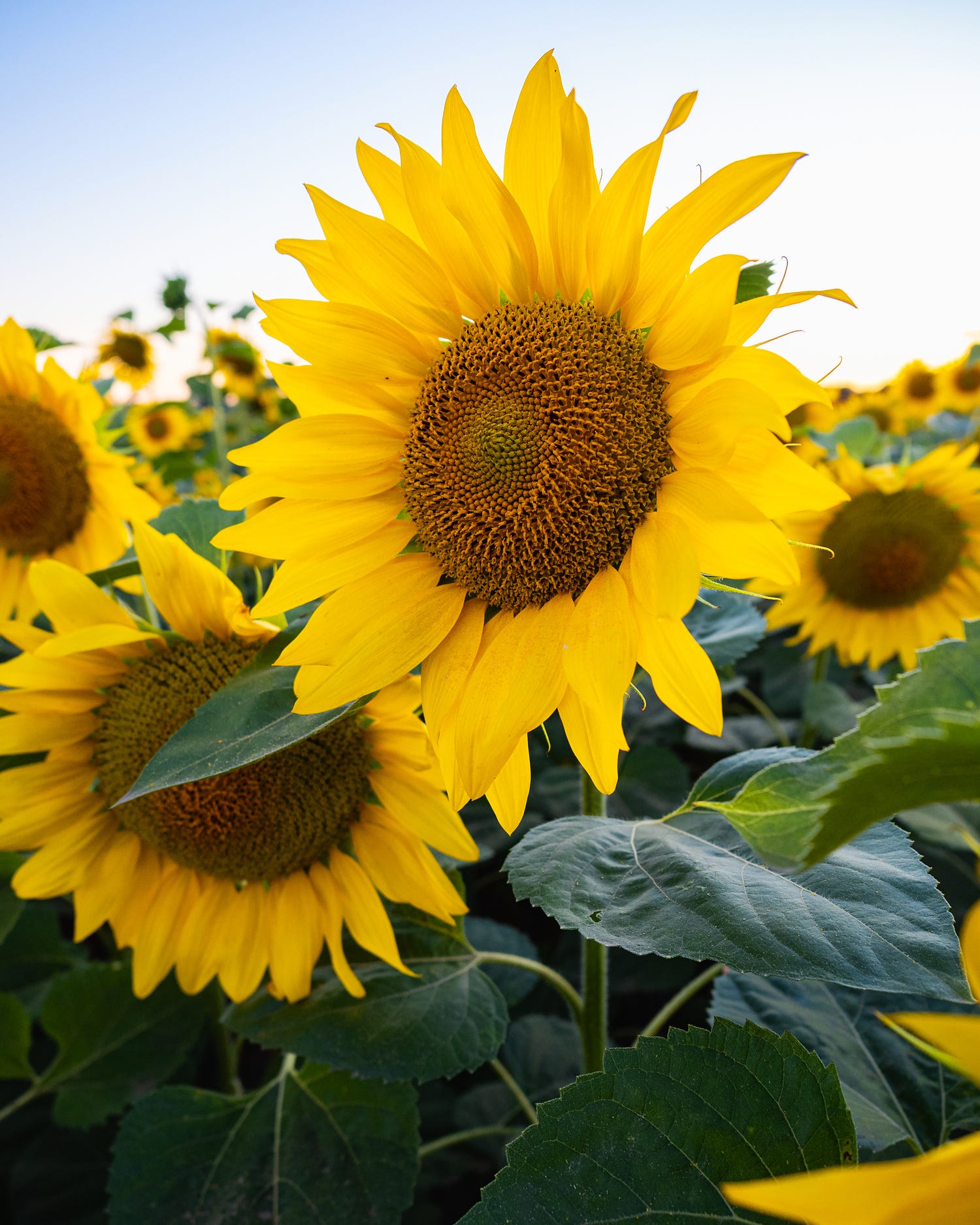 fall flowers sunflowers