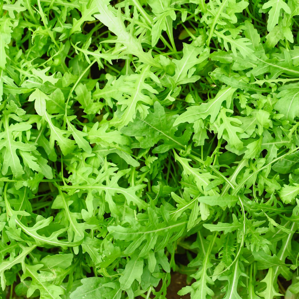 fall vegetable garden arugula fall vegetable garden arugula