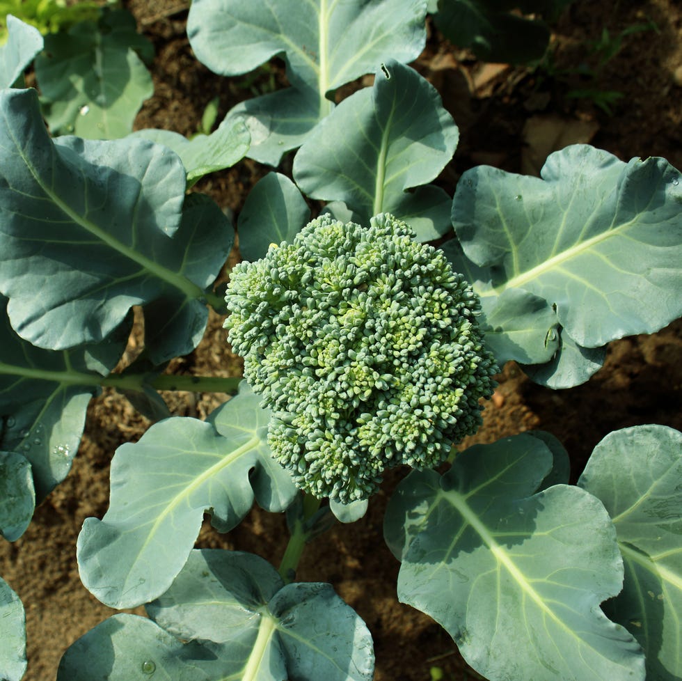 fall vegetable garden broccoli fall vegetable garden broccoli