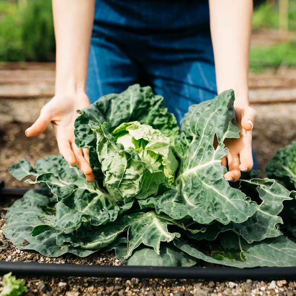 fall vegetable garden cabbage fall vegetable garden cabbage