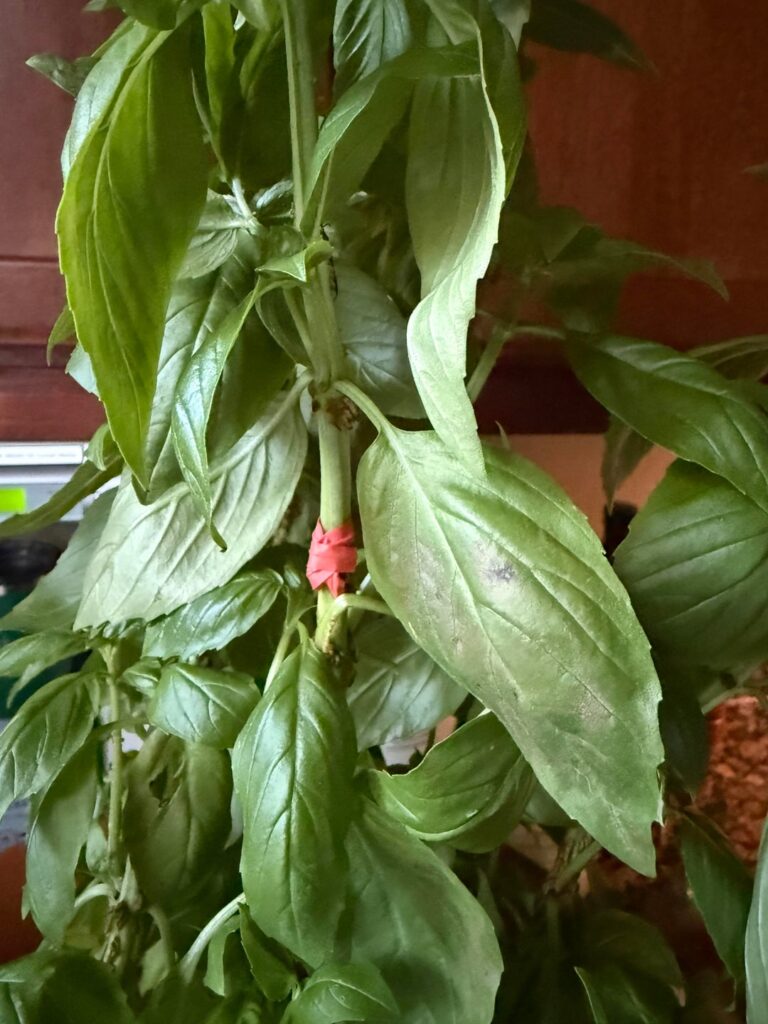 Broken stem. To prop or to mend? Broken stem. To prop or to mend?