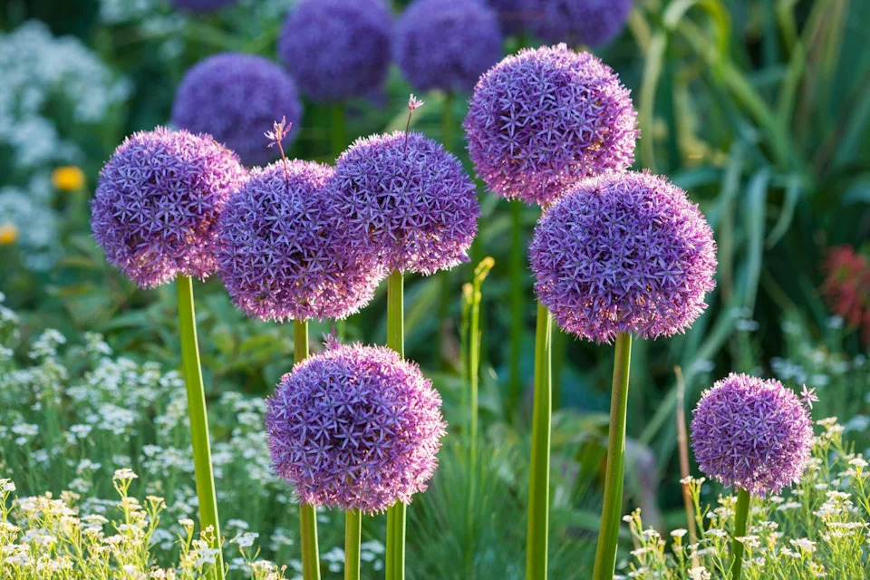 allium in garden