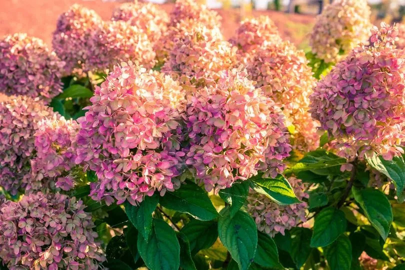 Fall Hydrangea Plants In Fall. Ontario canada