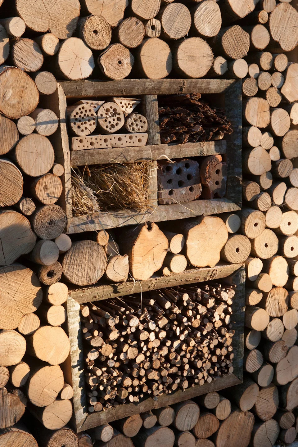 Ladybirds love a log pile to call their home (Alamy/PA)