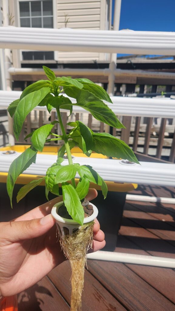 Help: Possible cause for (possible) root rot.