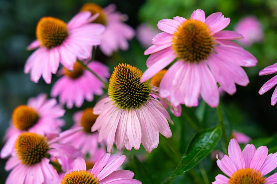 bright saturated colors n this image of a purple coneflower