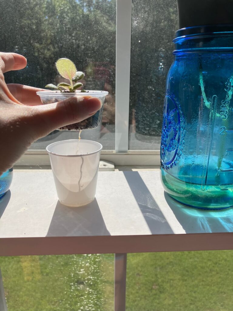 Starting AVs from Seeds: Part 4 Starting AVs from Seeds: Part 4