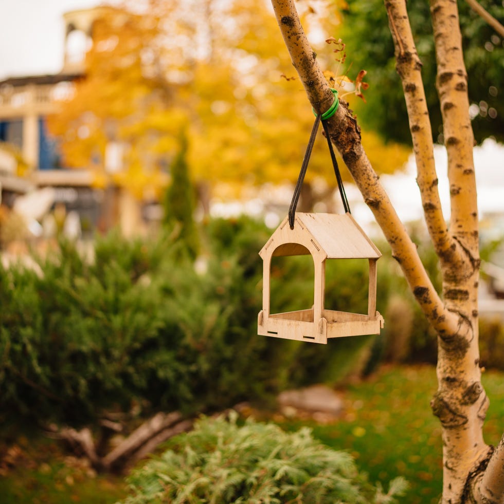 wooden bird feeder on a tree branch in an autumn park