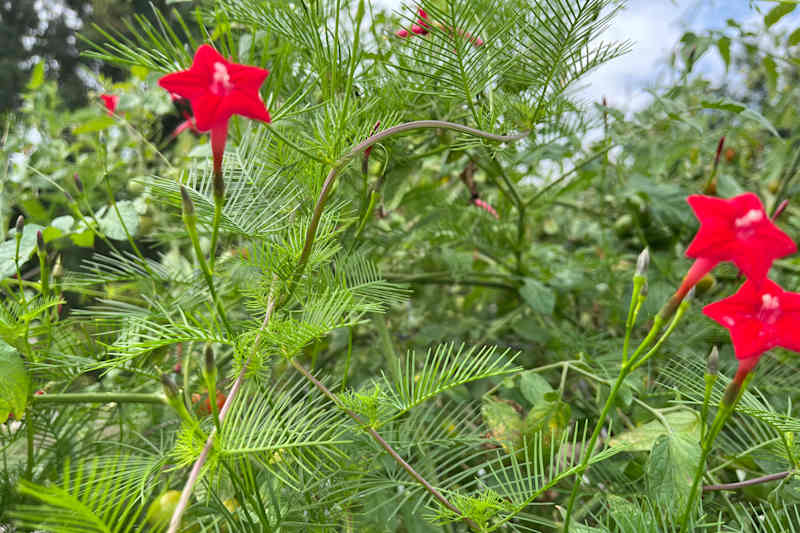 A Cypress Vine Taking Over Cherry Tomato Plant.
